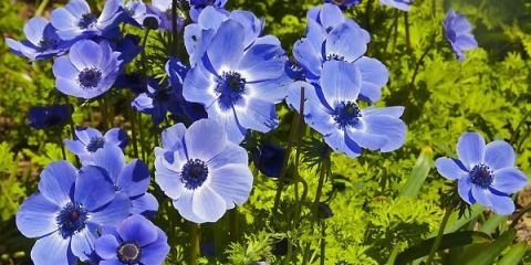 Krunska anemona: sadnja u jesen, fotografija